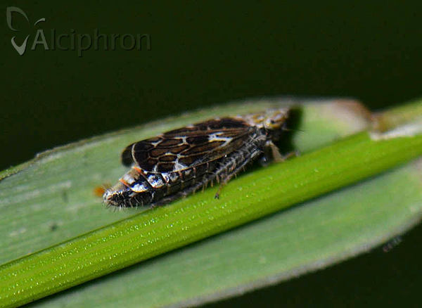Errastunus ocellaris