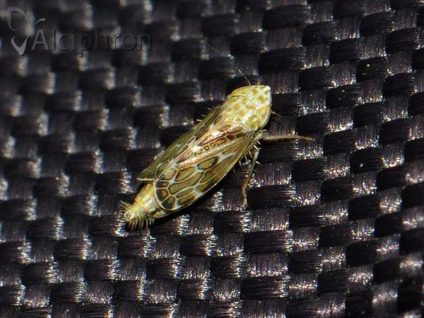 Errastunus ocellaris