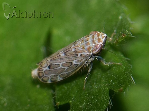 Errastunus ocellaris