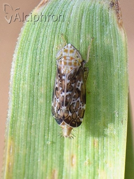 Errastunus ocellaris