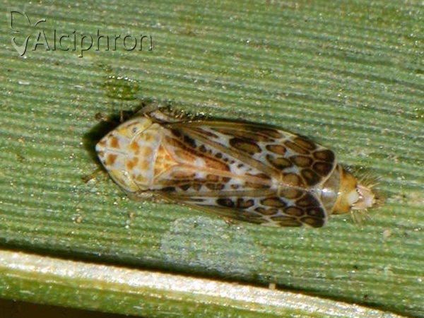 Errastunus ocellaris