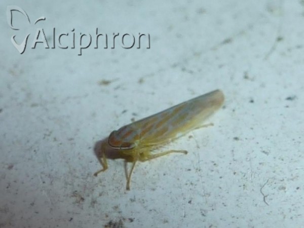 Calamotettix taeniatus