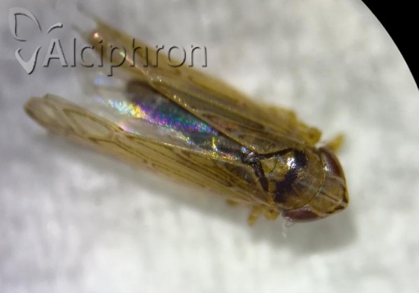 Arocephalus lakonicus