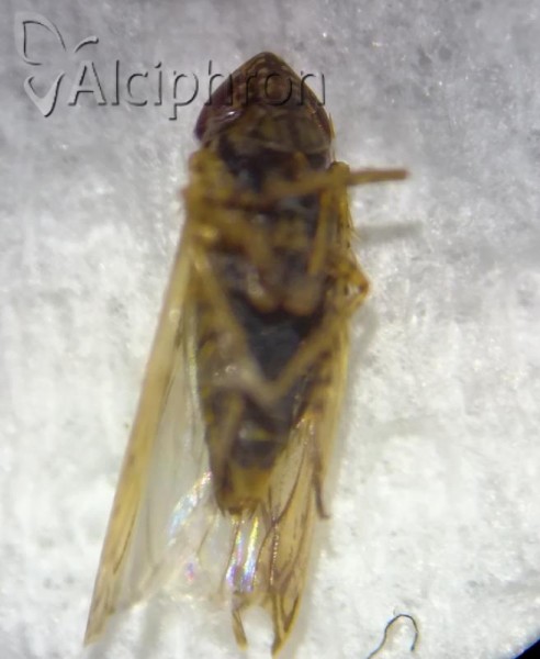 Arocephalus lakonicus