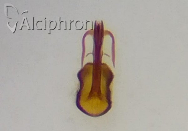 Arocephalus lakonicus