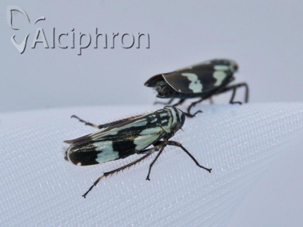 Aglena ornata