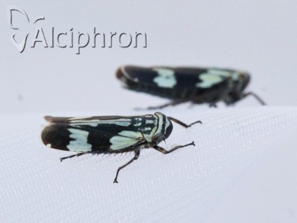 Aglena ornata