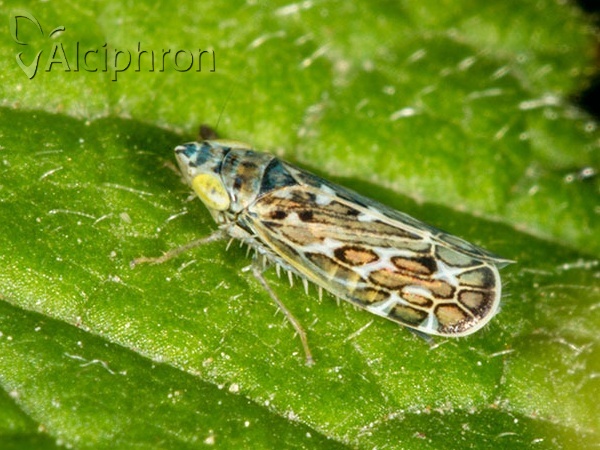 Adarrus multinotatus