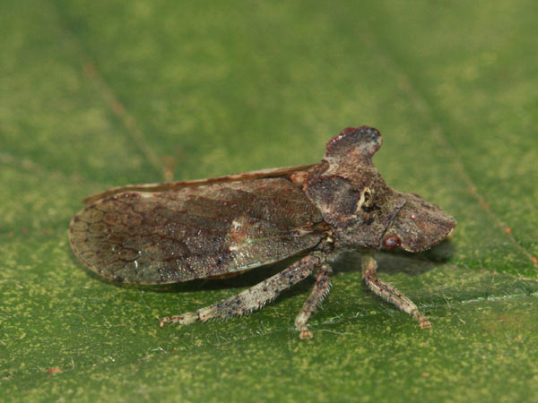 Ledra aurita