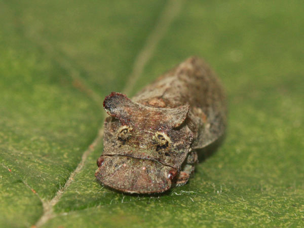 Ledra aurita