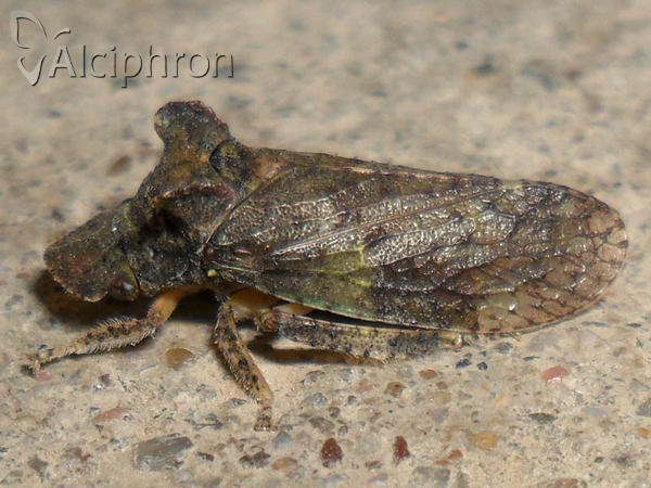 Ledra aurita