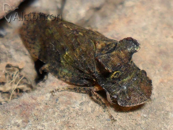 Ledra aurita