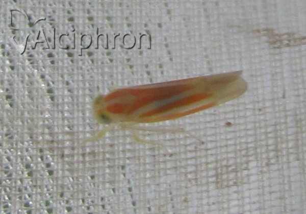 Alebra albostriella