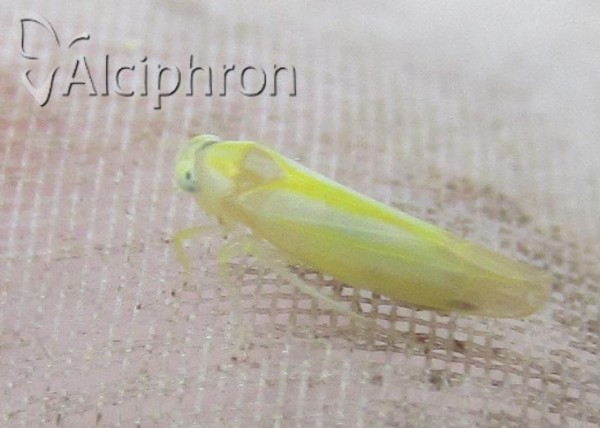 Alebra coryli