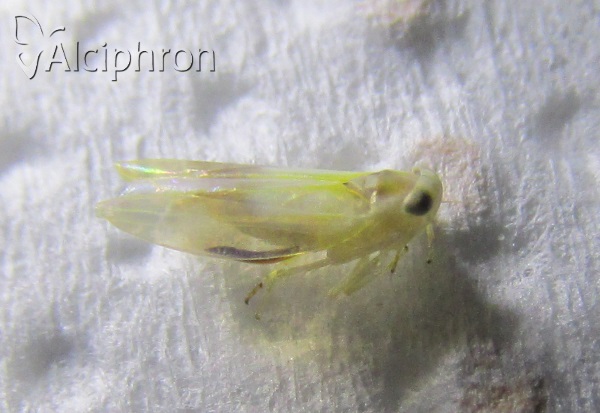 Alebra wahlbergi