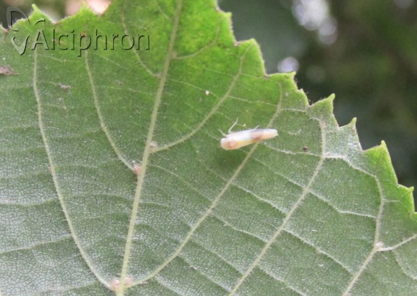 Alebra wahlbergi