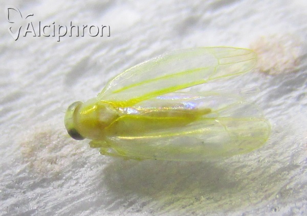 Alebra wahlbergi