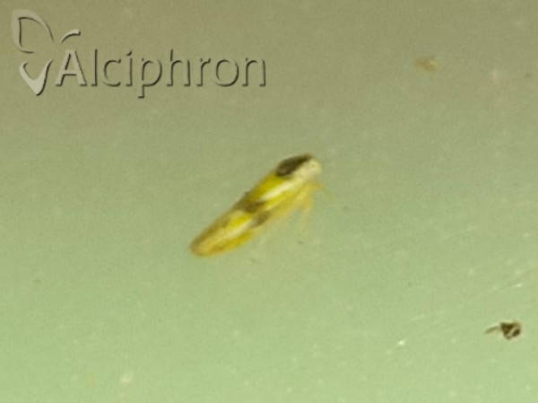 Alebra wahlbergi