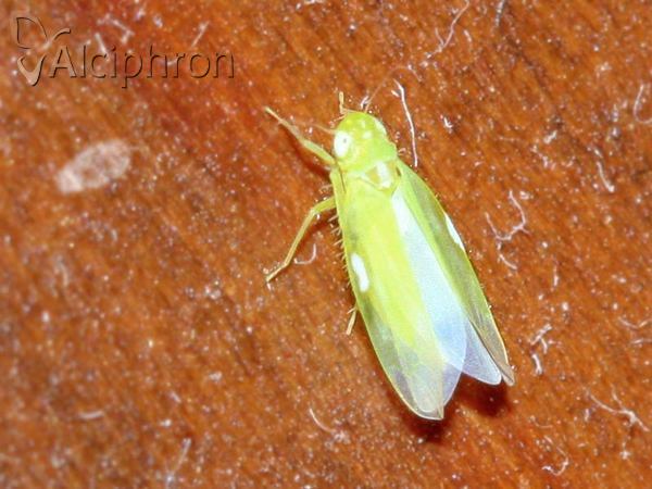 Notus flavipennis