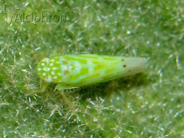 Micantulina stigmatipennis