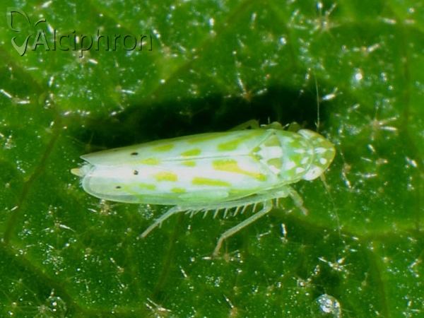 Micantulina stigmatipennis