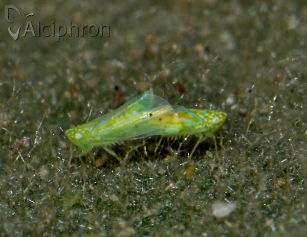 Micantulina stigmatipennis