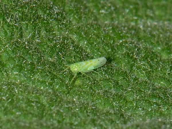 Micantulina stigmatipennis
