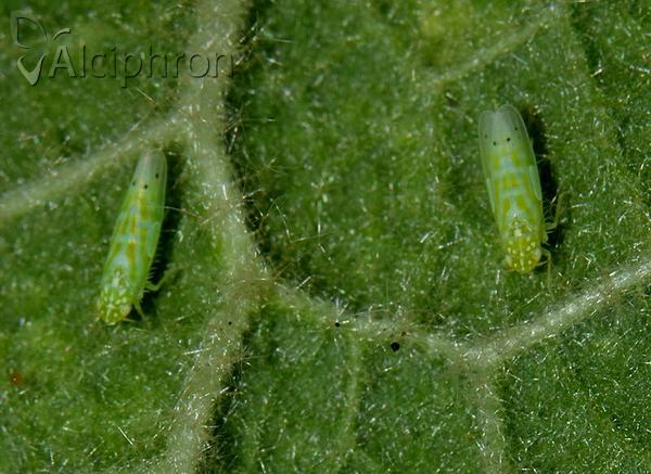 Micantulina stigmatipennis