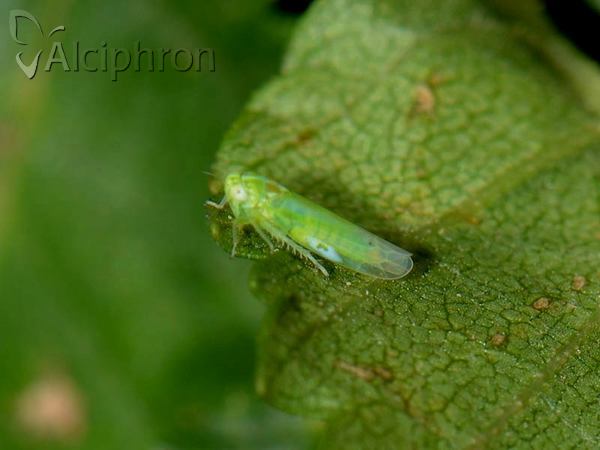 Kyboasca bipunctata