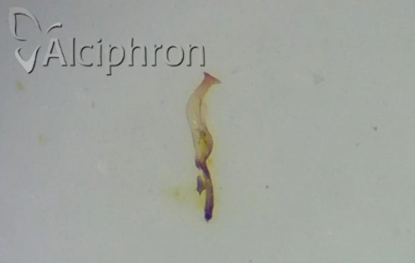 Zyginidia pullula