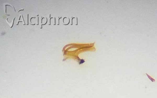 Zyginidia pullula