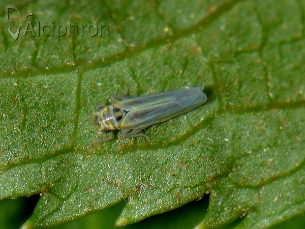 Zyginidia scutellaris