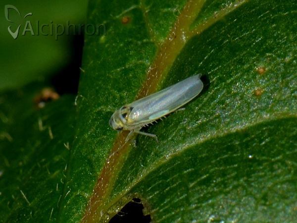 Zyginidia scutellaris