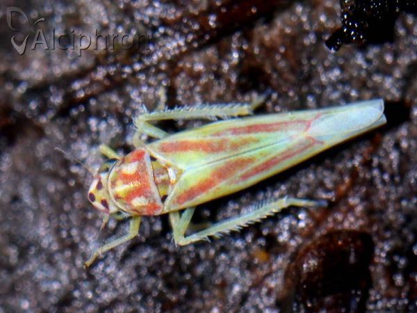 Zygina lunaris