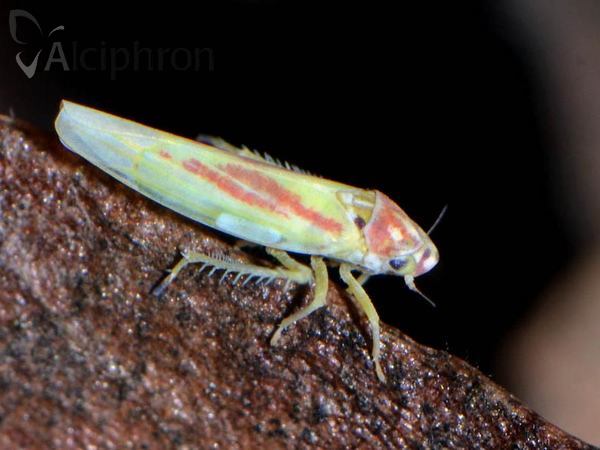 Zygina lunaris