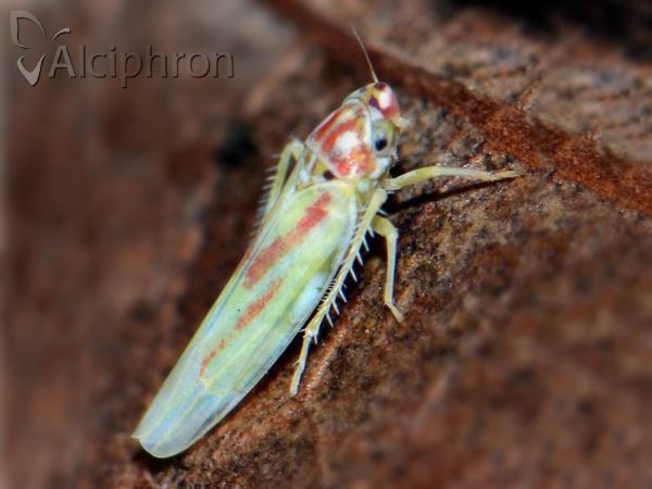 Zygina lunaris