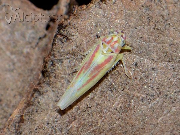 Zygina lunaris