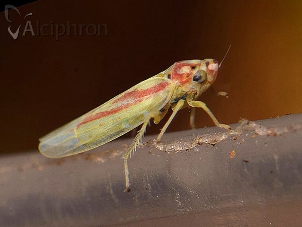 Zygina lunaris