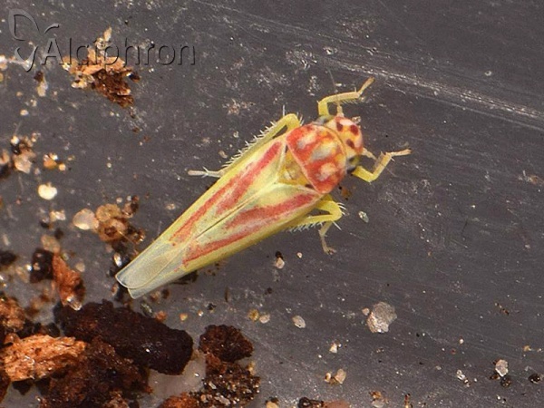 Zygina lunaris