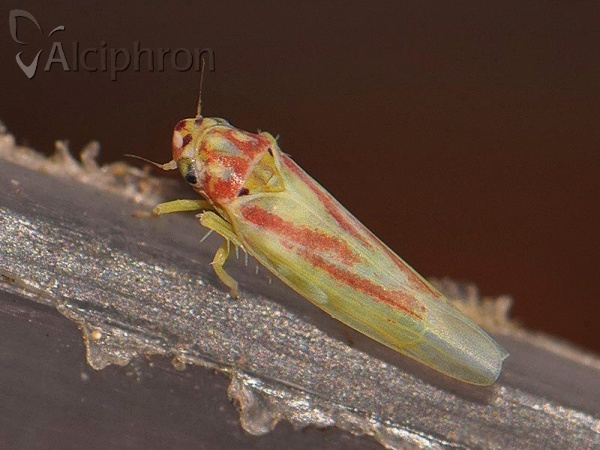 Zygina lunaris