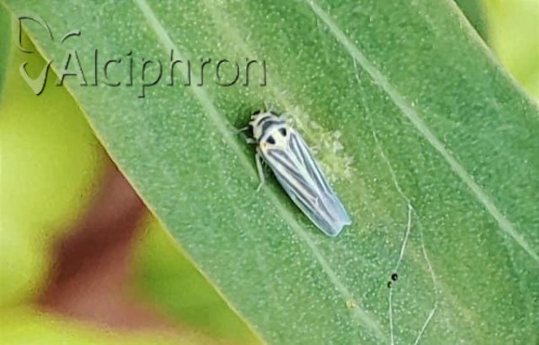 Kropka vidanoi