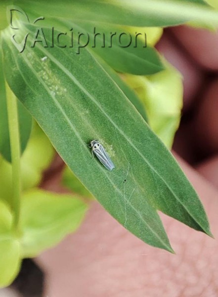 Kropka vidanoi