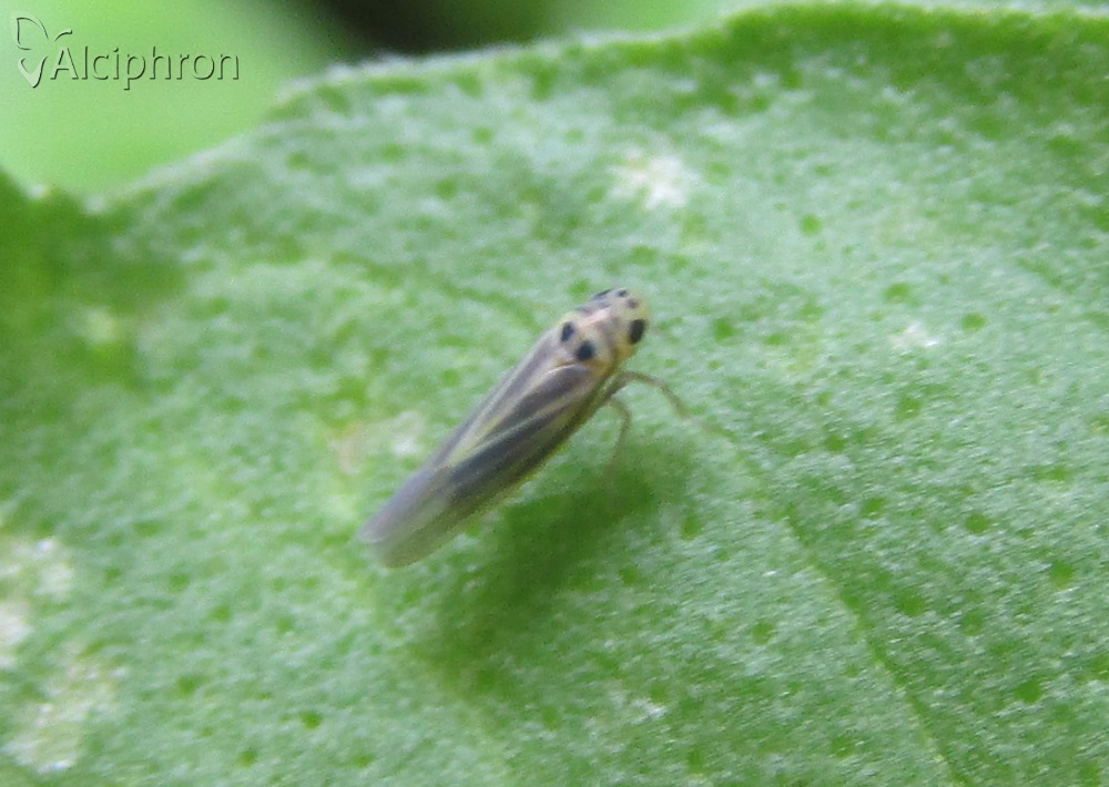 Hauptidia distinguenda