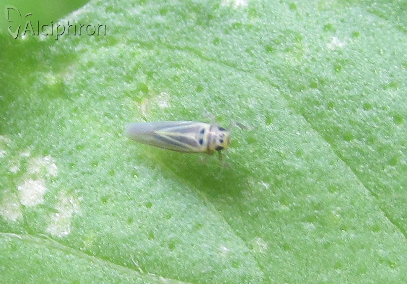 Hauptidia distinguenda