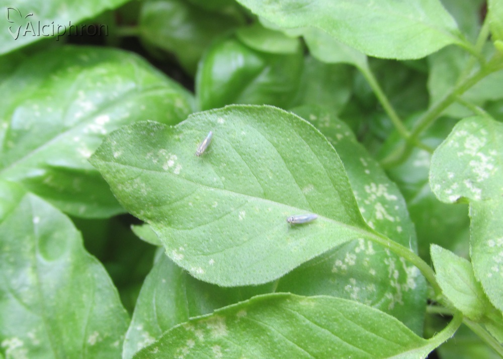 Hauptidia distinguenda