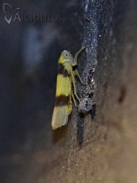 Zonocyba bifasciata