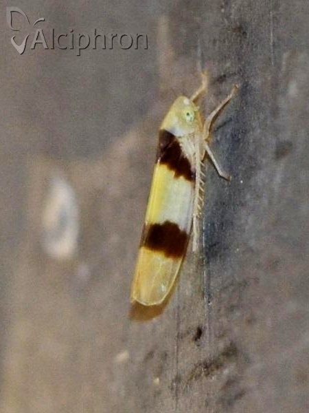 Zonocyba bifasciata