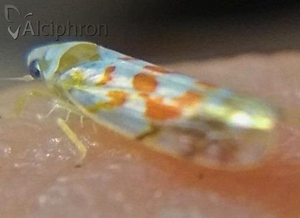 Typhlocyba quercus