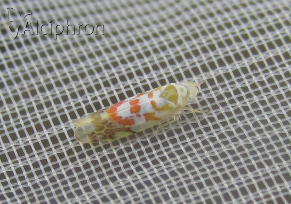 Typhlocyba quercus