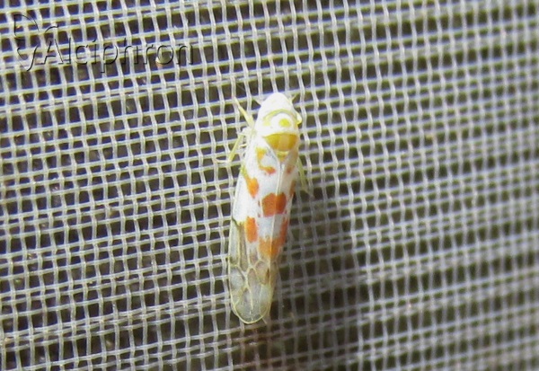 Typhlocyba quercus